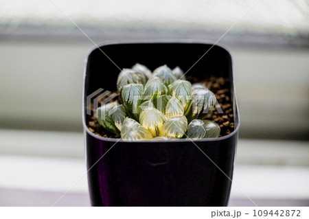 ハオルチア　赤線レンズオブツーサ錦 109442872