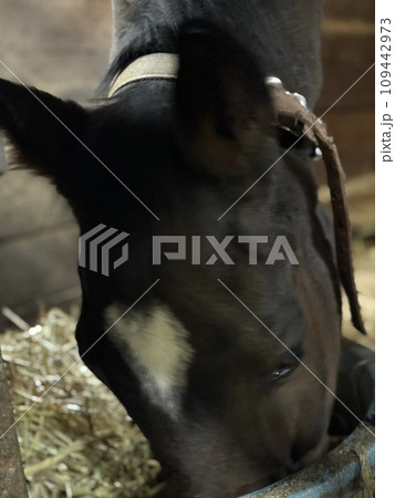 食事中の馬 食事中の馬 109442973