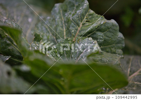 家庭菜園 109442995