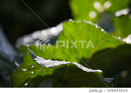 家庭菜園 109443024