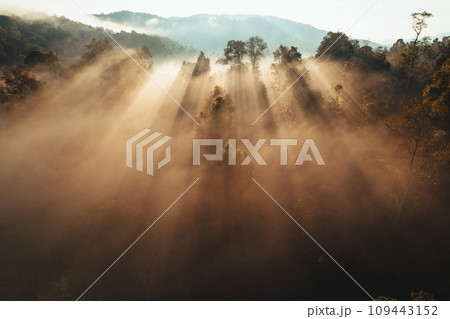Foggy sunrise in the mountains in summer Foggy sunrise in the mountains in summer 109443152