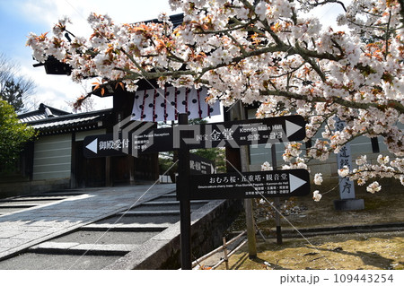 日本の春の京都 世界遺産の仁和寺 満開の御室桜と行き先の案内看板 日本の春の京都 世界遺産の仁和寺 満開の御室桜と行き先の案内看板 109443254