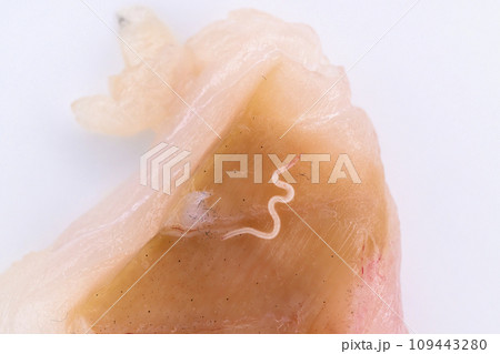 刺身についているアニサキス 109443280