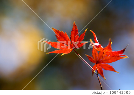 紅葉 紅葉 109443309