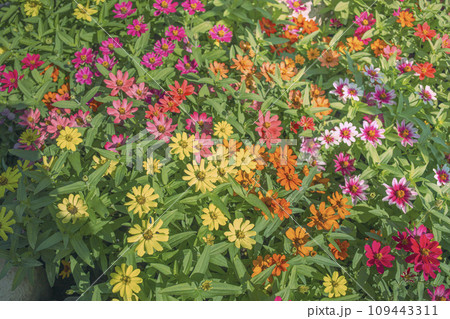 花壇　色とりどりの花 109443311