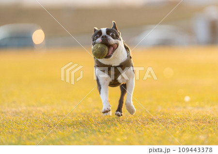 ボール遊びをするボストンテリア ボール遊びをするボストンテリア 109443378