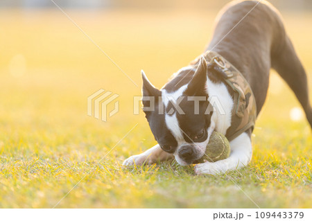 ボール遊びをするボストンテリア ボール遊びをするボストンテリア 109443379