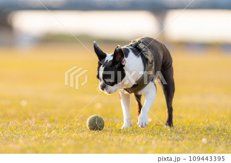 ボール遊びをするボストンテリア 109443395