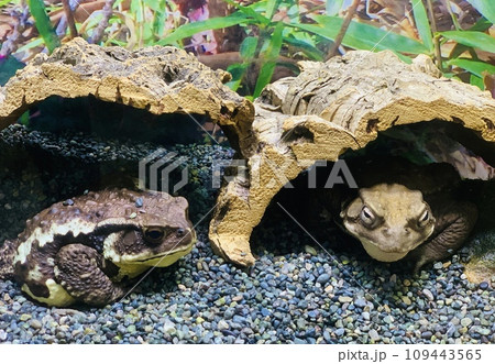 水槽の中のカエル 109443565