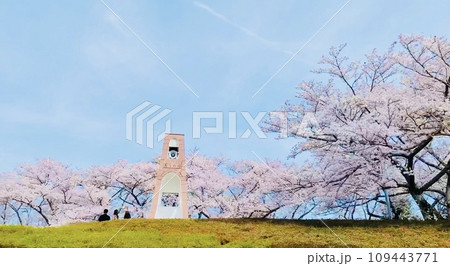 春の青空に映える灯台と桜 109443771