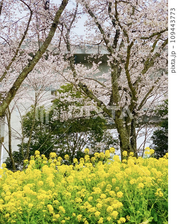 桜と菜の花が咲き乱れる春の風景 109443773