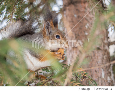 The squirrel with nut sits on tree in the winter or late autumn The squirrel with nut sits on tree in the winter or late autumn 109443813