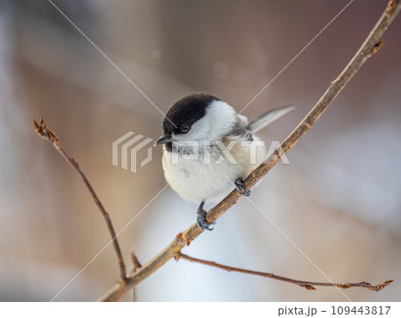 Cute bird the willow tit, song bird sitting on a branch without leaves in the winter. 109443817