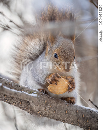 The squirrel with nut sits on tree in the winter or late autumn The squirrel with nut sits on tree in the winter or late autumn 109443820
