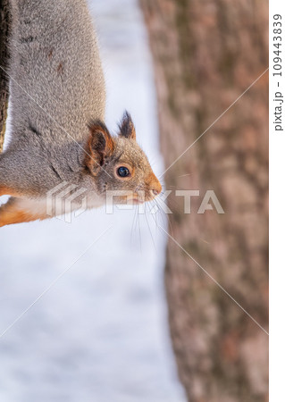 A squirrel sits upside down on a tree in winter and eats a nut 109443839