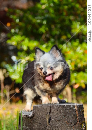 毛呂山町総合公園の森で切り株に乗って可愛く見つめるチワワの女の子むーちゃん♡ 毛呂山町総合公園の森で切り株に乗って可愛く見つめるチワワの女の子むーちゃん♡ 109444018