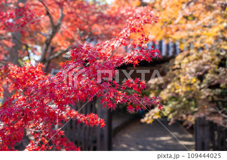 【徳島県】丈六寺の紅葉 【徳島県】丈六寺の紅葉 109444025