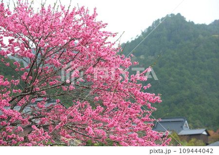 寂光院参道付近の桃の花 109444042