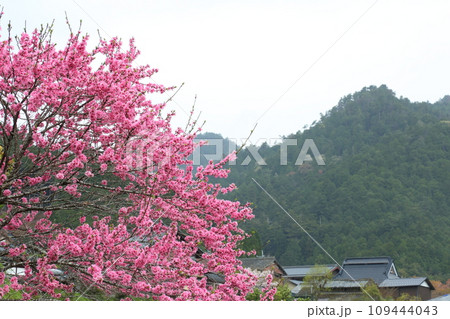 寂光院参道付近の桃の花 109444043