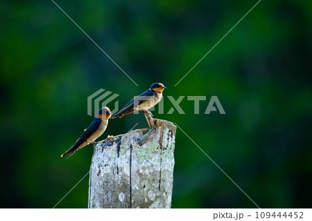Common swift in natural enviroment in Thailand. Common swift in natural enviroment in Thailand. 109444452