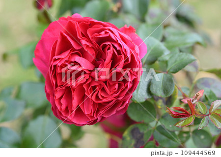 バラ（レッド・レオナルド・ダ・ビンチ） 109444569