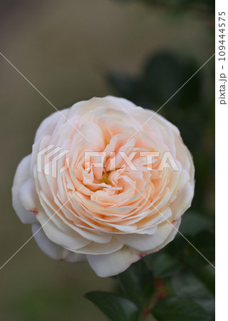 バラ（アルテミス） 109444575