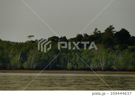 mangrove forest ecosystem. in nature of Thailand 109444637