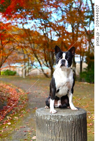 毛呂山町総合公園の紅葉の下に座って可愛く見つめるボストンテリアのマイティ君♡ 109444807