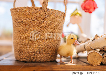 Closeup portrait of cute little yellow duckling walking around straw basket in summer gazebo house on sunny day. Concept of excursion to eco-farm, life in village, vacation with grandmother. 109444899