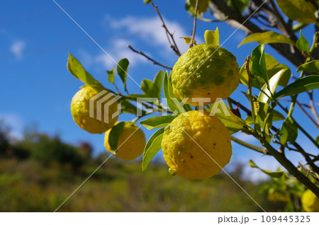 柚子の木　柚子の実　ゆず　柚子 109445325