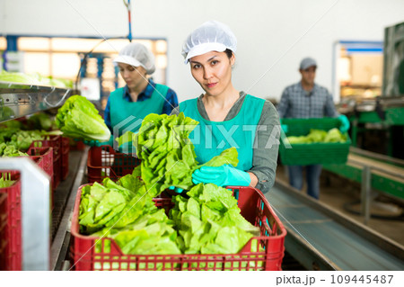 Woman in apron sorting fresh green lettuce in factory 109445487