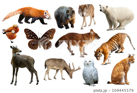 asia animals isolated asia animals isolated 109445579