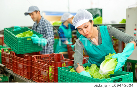 Female employee packing lettuce into boxes at sorting factory Female employee packing lettuce into boxes at sorting factory 109445604