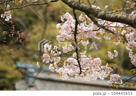 寂光院の桜 寂光院の桜 109445655