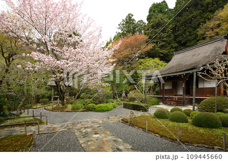 寂光院のサクラ 109445660