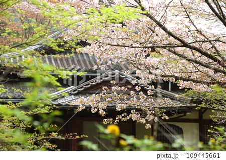 寂光院のサクラ 109445661