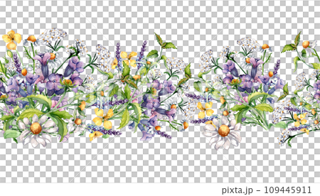 Seamless border of chamomile, nettle, lungwort, chelidonium watercolor illustration isolated on white background. Purple, yellow medicinal flower hand drawn. Design for label, package, wrapping 109445911