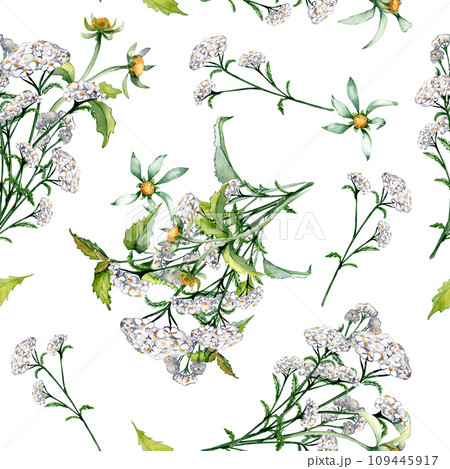 Achillea yarrow, nettle, bidens beggarticks watercolor seamless pattern isolated on white. Medicinal flowers painted. Useful herbs, medicinal plants hand drawn. Design for label, package, textile Achillea yarrow, nettle, bidens beggarticks watercolor seamless pattern isolated on white. Medicinal flowers painted. Useful herbs, medicinal plants hand drawn. Design for label, package, textile 109445917