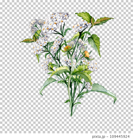 Achillea millefolium, nettle, beggarticks watercolor illustration isolated on white background. Medicinal flowers painted. Useful herbs, medicinal plants hand drawn. Design for label, package, card 109445924