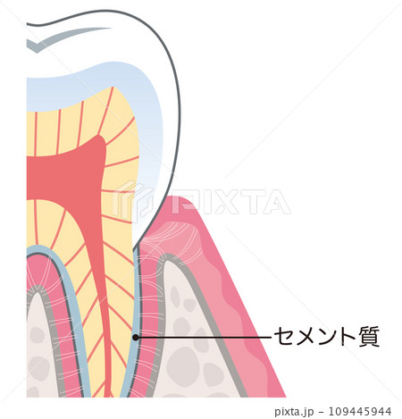 歯の構造 断面図 歯の構造 断面図 109445944
