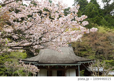 寂光院のサクラ 寂光院のサクラ 109446015