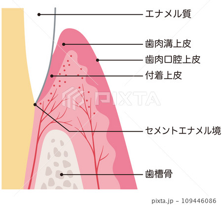 歯の構造 断面図 歯肉 歯の構造 断面図 歯肉 109446086