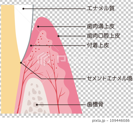 歯の構造 断面図 歯肉 歯の構造 断面図 歯肉 109446086