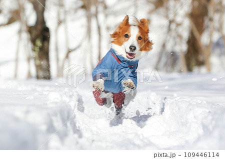 洋服を着たコーイケルホンディエが雪の上を走っている様子 洋服を着たコーイケルホンディエが雪の上を走っている様子 109446114