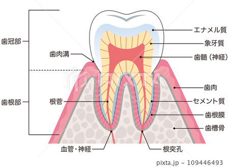 歯の構造　断面図 109446493