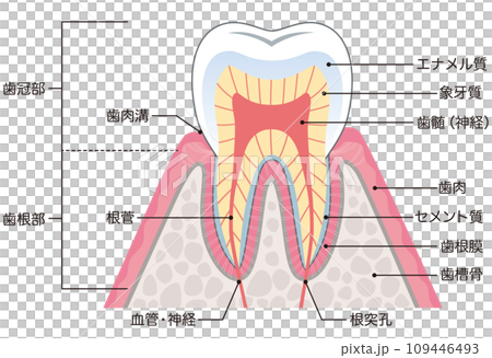 歯の構造　断面図 109446493