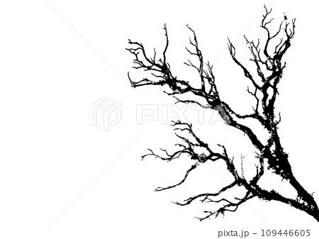 美しい木の枝のシルエット。水墨画のような質感。のイラスト素材