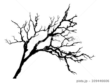 美しい木の枝のシルエット。水墨画のような質感。のイラスト素材