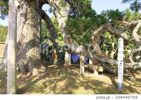 倒さ杉 石川県珠洲市 倒さ杉 石川県珠洲市 109446709