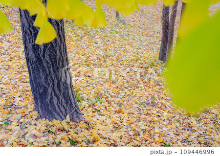 木の根元に広がるイチョウの落葉の写真素材 [109446996] - PIXTA